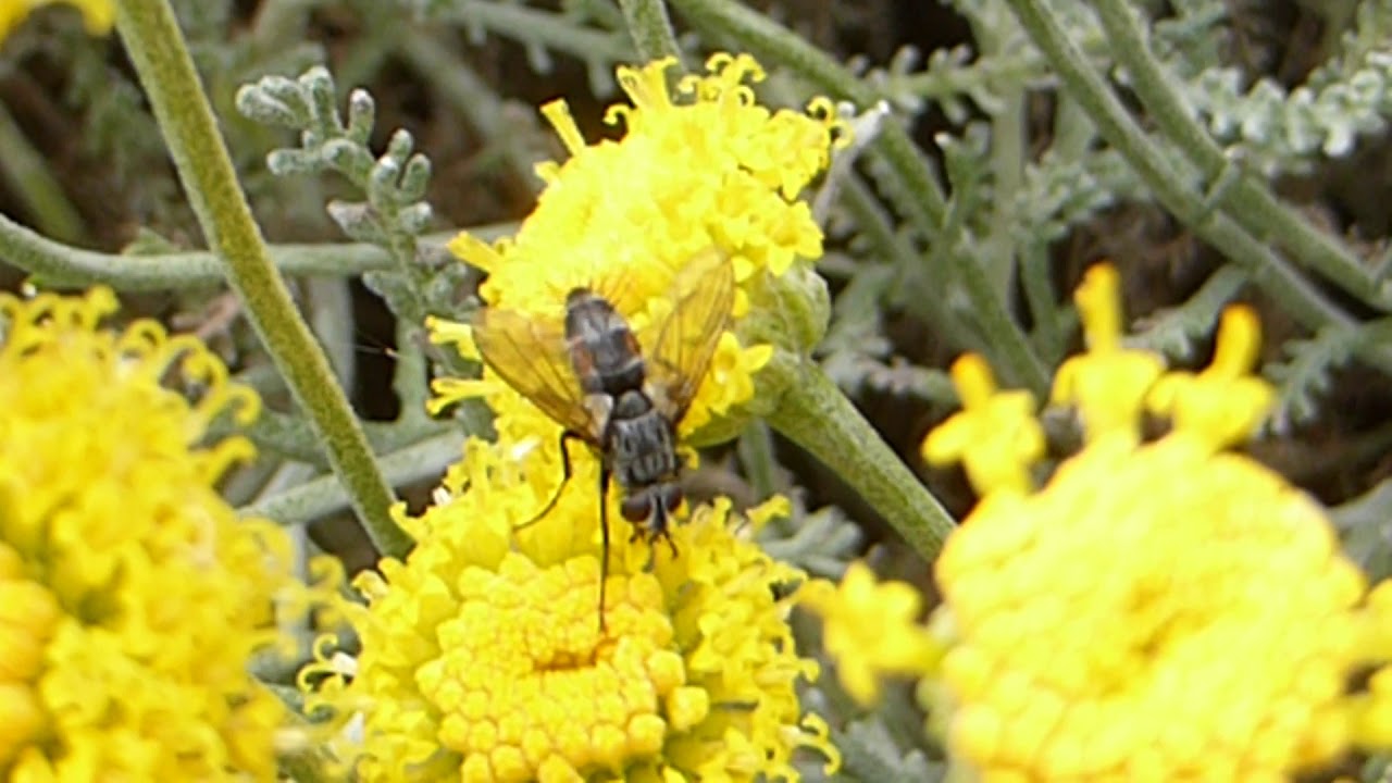 Cotton lavender - Santolina chamaecyparissus - Grábuski - Dvergrunnar - Sígrænar plöntur