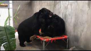 Bears Reunite After 20 Years in Captivity | Animals Asia