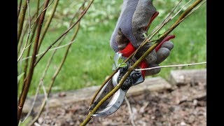 Famous About "Pruning Basics" Net Worth