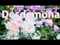 【品種紹介】デスデモーナ（イングリッシュローズ）