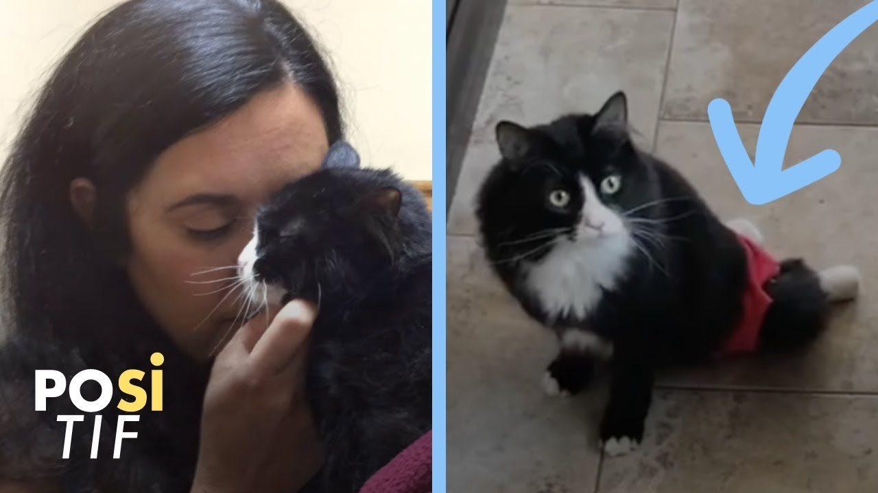 Un chat paralysé reçoit un fauteuil roulant | Positif