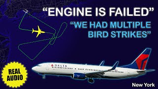 Multiple bird strikes caused engine failure. Delta B738 returns to New York Kennedy. Real ATC