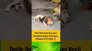 Singa besar dan kecil 🥰 #shortvideo #kucing #kucinglucu #cat #lion