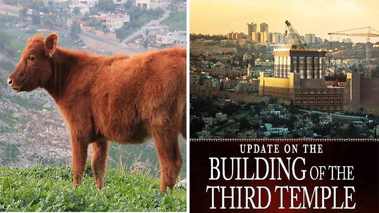 Prophecy News Watch Temple Institute Edomites Announce Birth Of Red prophecy-news-watch-temple-institute-edomites-announce-birth-of-red