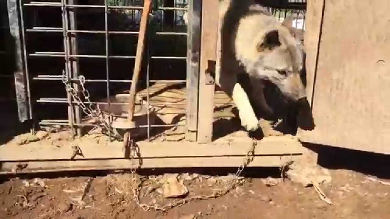 散歩されていないネグレクト状態の犬 Youtube