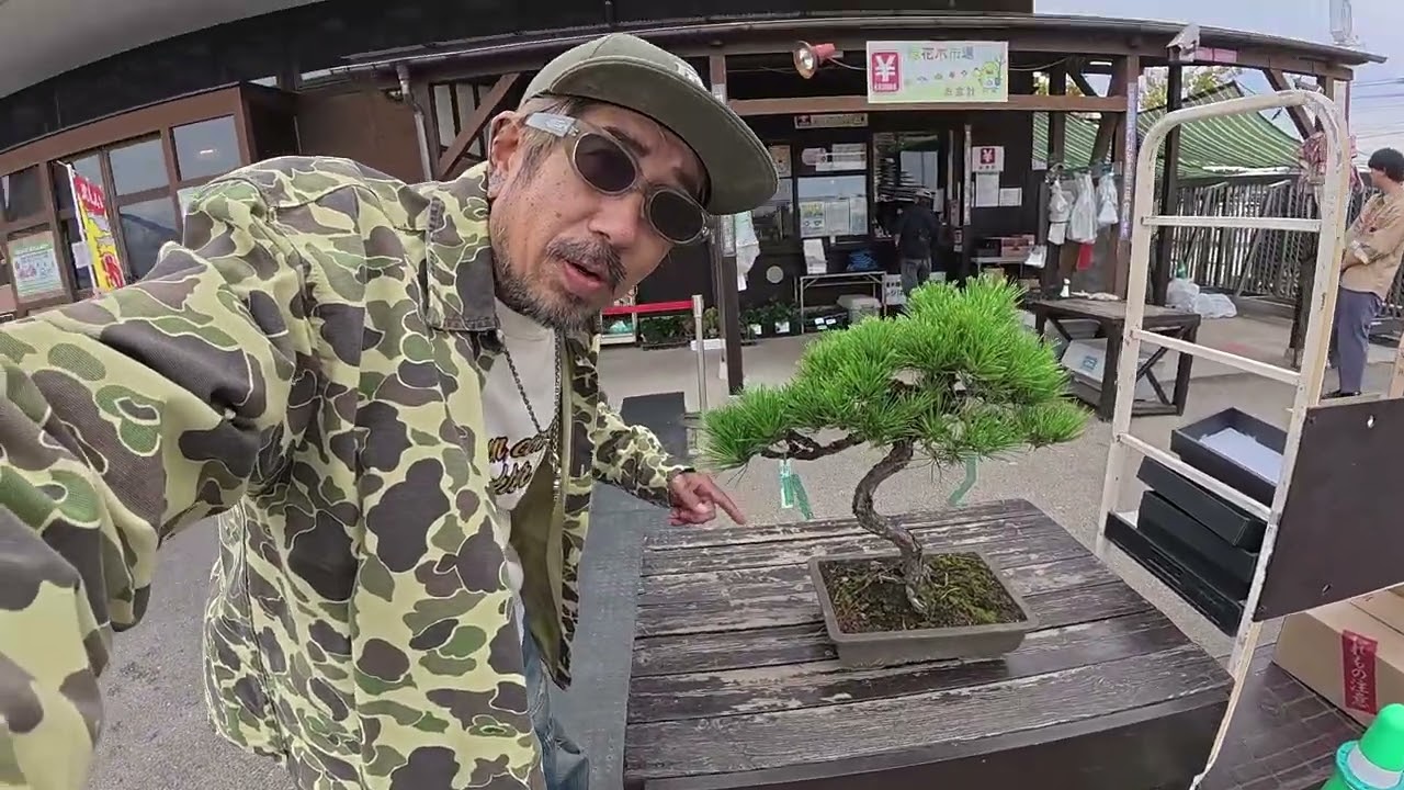 My dad, who is crazy about bonsai, has gotten a new one. - YouTube