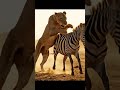 UNSTOPPABLE Lioness Hunt vs Fast Zebra!