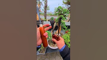 Bộ 3 cây Đục làm Cây Cảnh #bonsaishop