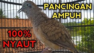 Download Mp3 SUARA PANCINGAN PERKUTUT BANGKOK AGAR BUNYI - BIKIN SEMUA PERKUTUT BANGKOK BAKALAN NYAUT  Gudang lagu Download Mp3 SUARA PANCINGAN PERKUTUT BANGKOK AGAR BUNYI - BIKIN SEMUA PERKUTUT BANGKOK BAKALAN NYAUT