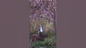 Discover the secrets to mastering mock scrapes!  #deer #whitetail #bowhunting