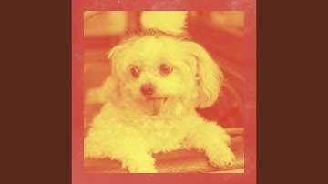 Pulsating Backdrops for Calming Dogs