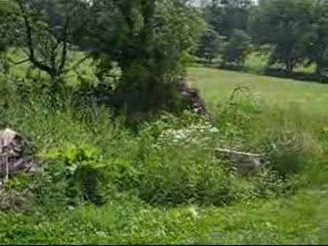 grassman bigfoot sighting youtube