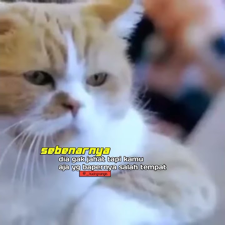 Story WA 30detik-dj tatu |story wa keren.