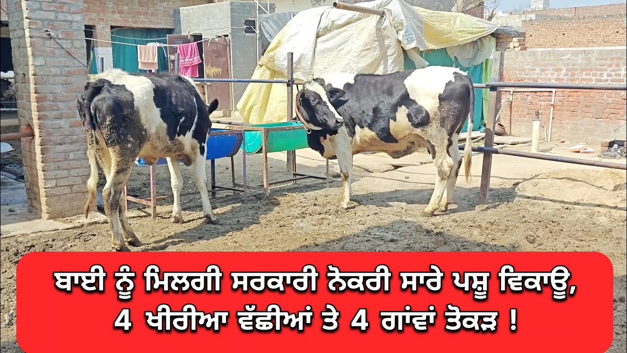 ਸਾਰੇ ਪਸ਼ੂ ਵਿਕਾਊ ! ਬਾਈ ਨੂੰ ਸਰਕਾਰੀ ਨੌਕਰੀ ਮਿਲਗੀ,, 4 ਵੱਛੀਆਂ ਤੇ 4 ਗਾਂਵਾਂ। 