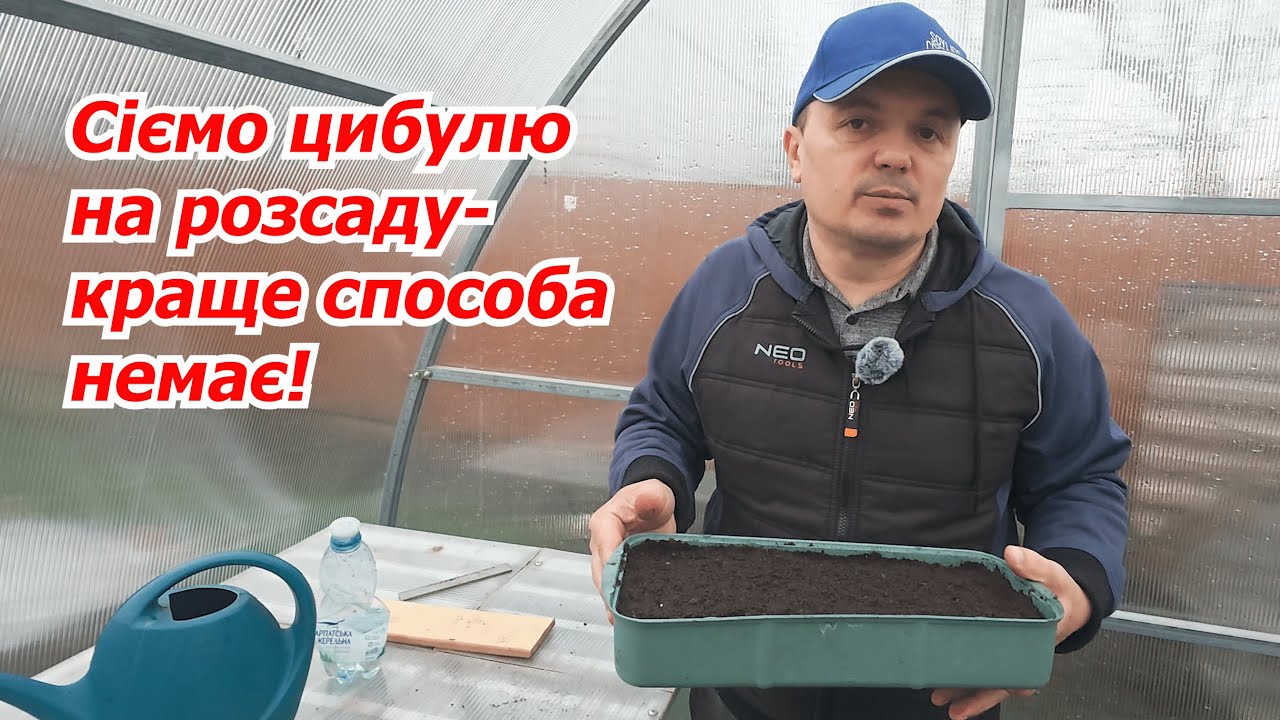 Сіємо насіння цибулі на розсаду- три чудові сорти! Урожай порадує!