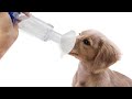 Using an inhaler in cat or dog or other veterinary patients