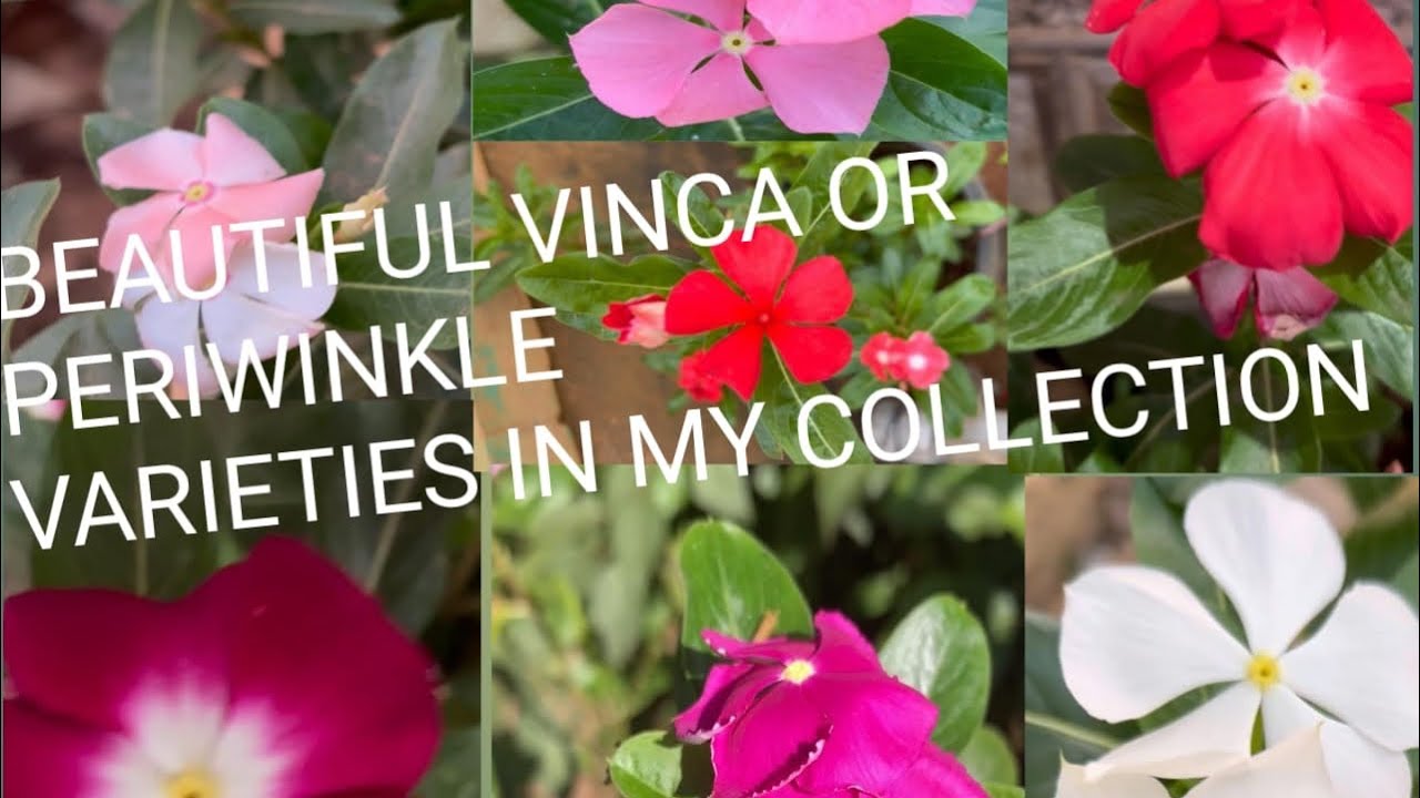 Beautiful Collection | Vinca Or  Periwinkle Flowers | 💞 || #gardening | #summerflower