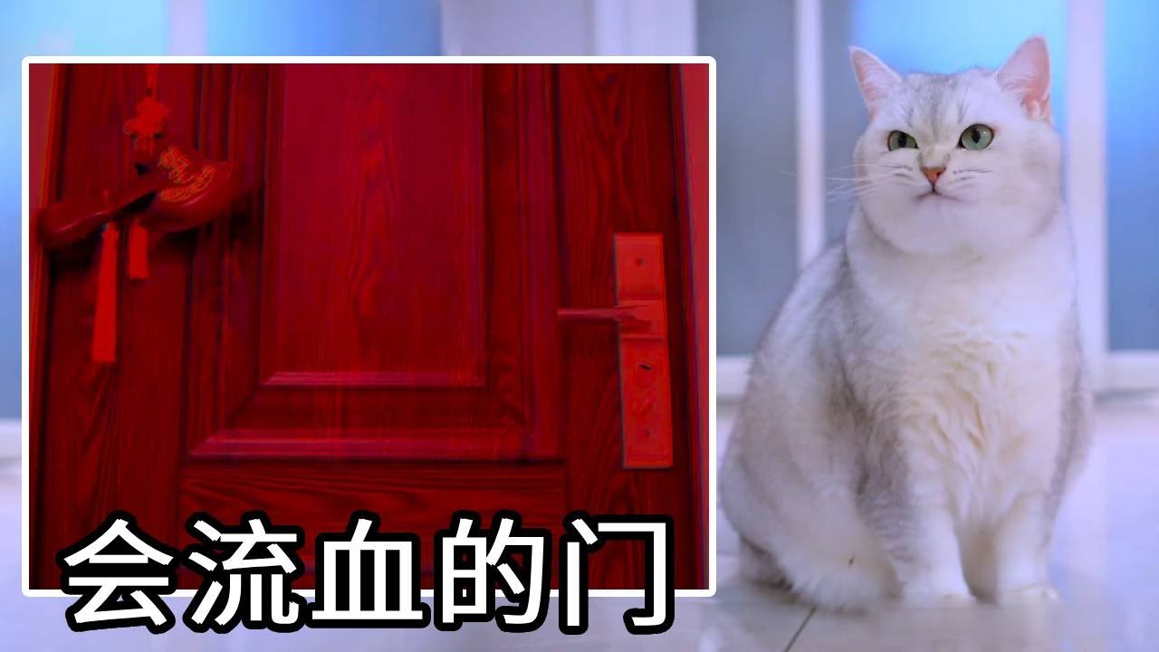 半夜门外传来呼救声，还有血从门缝里流进来！开门后竟是受伤的流浪猫！【七宝小圆子】