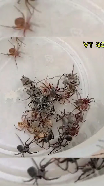 SPIDER ROYAL RUMBLE
