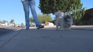 Phoenix woman's dog finds lost memory card with photos