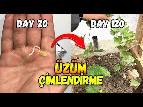 Video: Nasıl üzüm Yetiştiririm