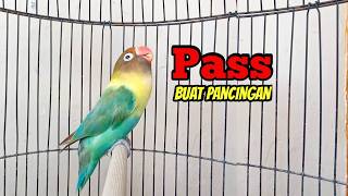 Lovebird GACOR Ngekek Panjang PAS Buat Pancingan EMOSI, BEGITU DENGAR Lovebirdmu PASTI BUNYI