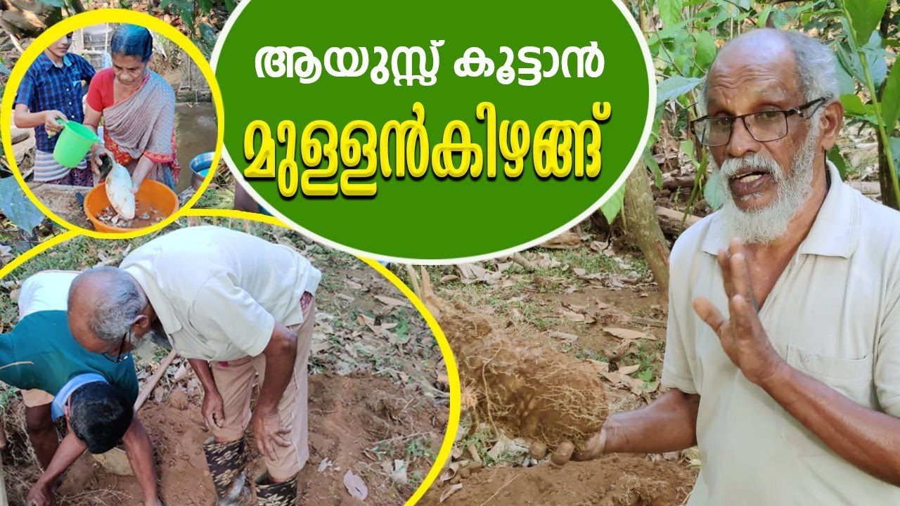ആയുസ്സ് കൂട്ടാൻ മുള്ളൻകിഴങ്ങ് | Medicinal and nutrient tuber | muniyara vlogs#Tuber