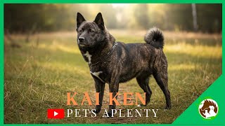 The Fascinating World of KAI KEN | Must Watch
