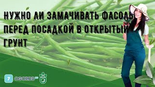 Нужно ли замачивать фасоль перед посадкой в открытый грунт