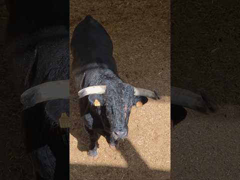 Toros de El Capea y Carmen Lorenzo para la final de la Copa Chenel 2026 II