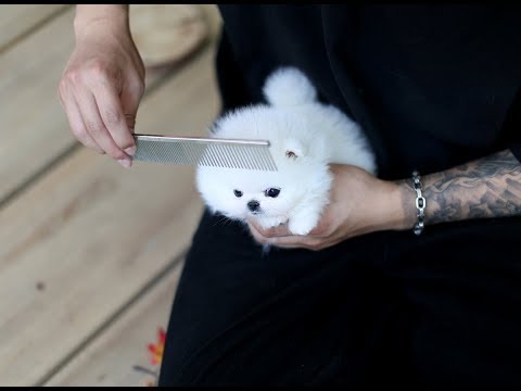 귀여운 강아지~ 강아지영상 <strong>화이트포메라니안</strong>