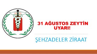 31 Ağustos 2022 Zeytin Uyarı