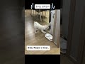 난 못난이가 아니다!!!! #비숑 #빅숑 #조춘