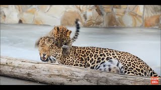 Как на меня кинулась леопардесса ДЕЗДЕМОНА ,защищая своего малыша !