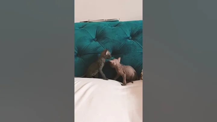 Watch the video about Cute and funny sphynx cat video #sphynx #sphynxcat #sphynxkitten #sphynxcatvideo