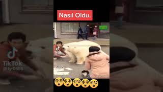 Ayı Cizdi Yere Bir Anda Ayı Nasil Canlandi 