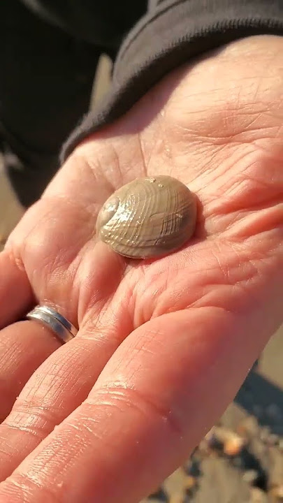 They Found So Many Olive Shells! / Couple From Illnois Go Seashell Hunting  