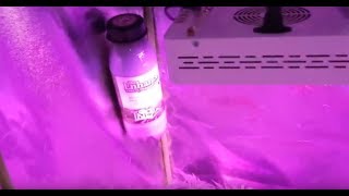 DirtySouth IndoorDank Garden update Lets see whats Growing on 🌱 using The Enhancer by TNB Naturals