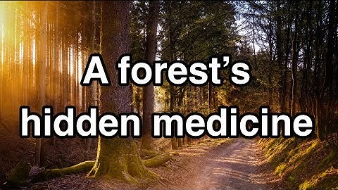 You’re breathing medicine: “Forest Bathing” and the power of trees.