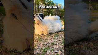 Biscuit having a blast