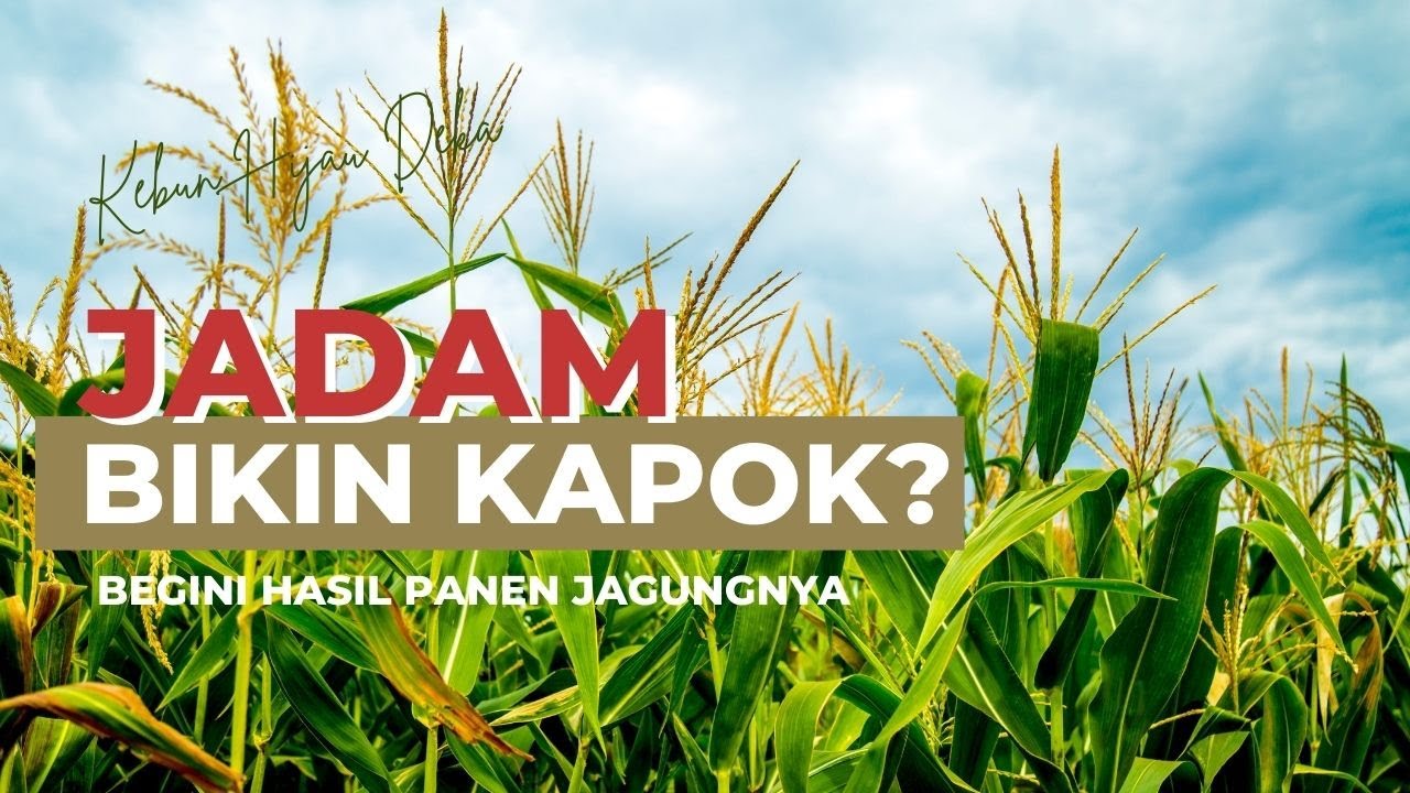 Metode organik JADAM bikin KAPOK? Begini hasil Jagung saya!