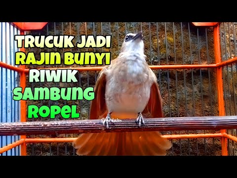 Suara trucukan riwik memanggil lawan AMPUH jadikan trucuk lain ikutan bunyi riwik sahut sahutan