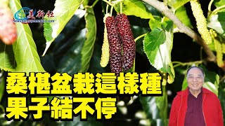 桑椹盆栽這樣種，果子結不停，全家吃不完！