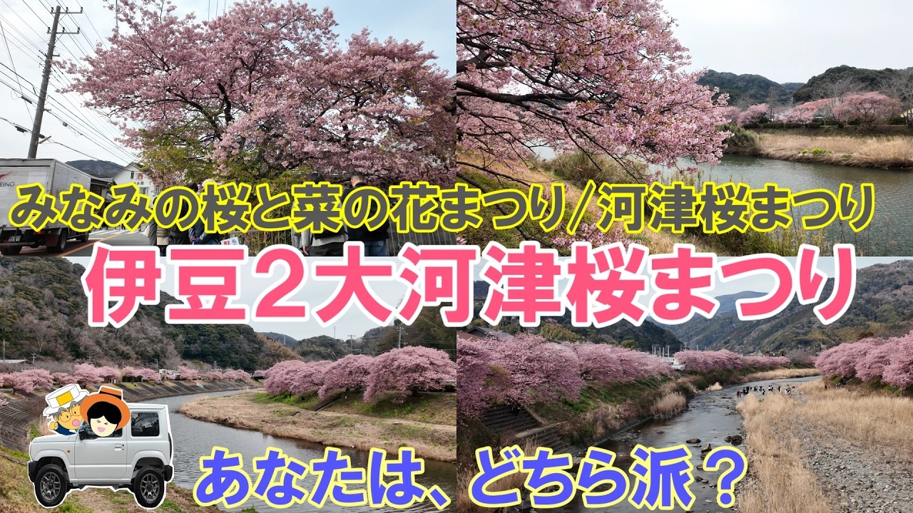 【満開 2/20撮影】あなたは、どちら派？みなみの桜と菜の花まつり vs 河津桜まつり｜私達は、もちろん両方行きました。二大河津桜を巡る春旅
