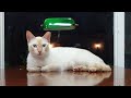day7 3167台湾ドル サムネは昨日とは違う猫ちゃんですが夕食ライブです