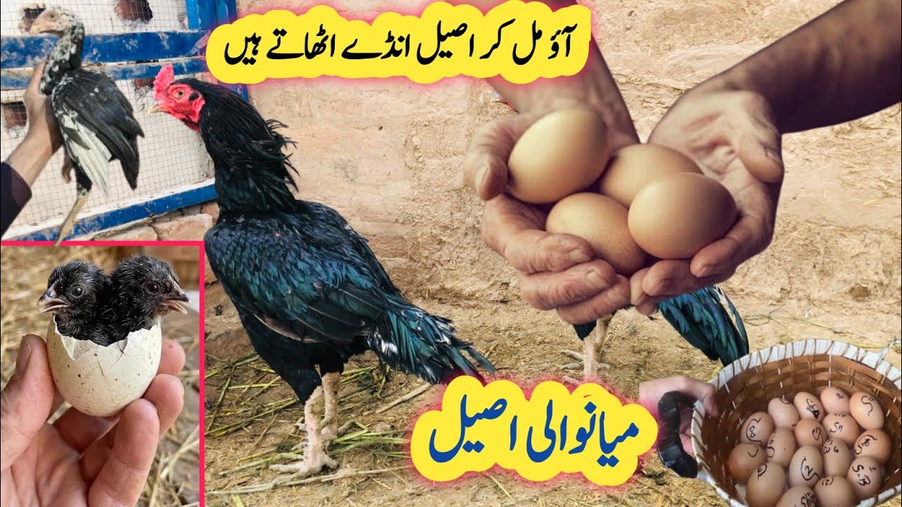 Mianwali Aseel Murga Vlog / Aseel Murga 