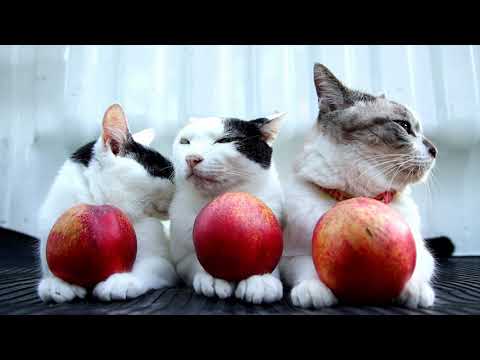 ネクタリンのせ猫　201008