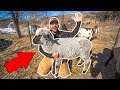 Backyard Farm SHEEP CATCH CLEAN COOK!!!