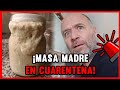 ¿CÓMO HACER MASA MADRE?  | 3 HARINAS DIFERENTES