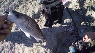 castaic lake ca stripers